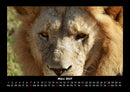 Löwen in der Wildnis Fotokalender 2027 - 3