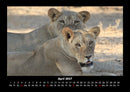 Löwen in der Wildnis Fotokalender 2027 - 4