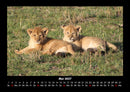 Löwen in der Wildnis Fotokalender 2027 - 5
