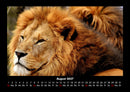 Löwen in der Wildnis Fotokalender 2027 - 8