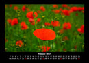 Blumenträume Fotokalender 2027 - 2
