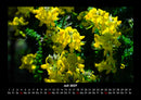 Blumenträume Fotokalender 2027 - 7