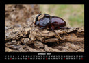 Waldbewohner Fotokalender 2027 - 10