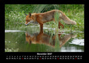 Waldbewohner Fotokalender 2027 - 11