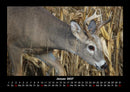 Waldbewohner Fotokalender 2027 - 1