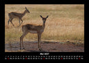 Waldbewohner Fotokalender 2027 - 5