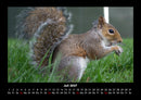 Waldbewohner Fotokalender 2027 - 7