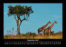 Giraffen Fotokalender 2027 - 9