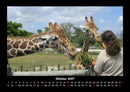 Giraffen Fotokalender 2027 - 10
