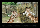 Giraffen Fotokalender 2027 - 1