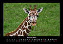 Giraffen Fotokalender 2027 - 2