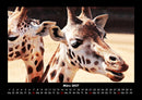 Giraffen Fotokalender 2027 - 3