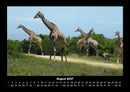 Giraffen Fotokalender 2027 - 8