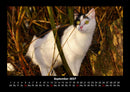 Für Katzenfreunde Fotokalender 2027 - 9
