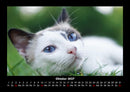 Für Katzenfreunde Fotokalender 2027 - 10