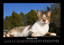 Für Katzenfreunde Fotokalender 2027 - 11