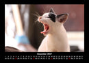 Für Katzenfreunde Fotokalender 2027 - 12