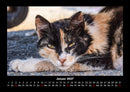 Für Katzenfreunde Fotokalender 2027 - 1