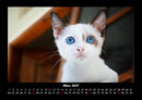 Für Katzenfreunde Fotokalender 2027 - 3