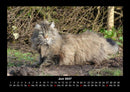Für Katzenfreunde Fotokalender 2027 - 6