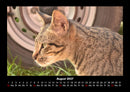 Für Katzenfreunde Fotokalender 2027 - 8