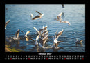 Möwen Fotokalender 2027 - 10