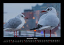 Möwen Fotokalender 2027 - 12