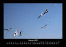 Möwen Fotokalender 2027 - 2