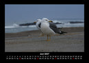 Möwen Fotokalender 2027 - 6