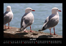 Möwen Fotokalender 2027 - 7