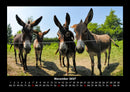 Tierkalender Fotokalender 2027 - 11