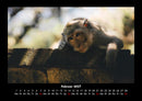 Tierkalender Fotokalender 2027 - 2