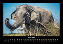 Tierkalender Fotokalender 2027 - 4