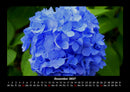 Blumentraum Fotokalender 2027 - 12