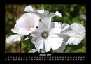 Blumentraum Fotokalender 2027 - 1