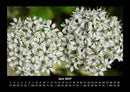 Blumentraum Fotokalender 2027 - 6
