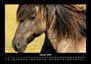 Pferdetraum Fotokalender 2027 - 1
