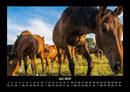 Pferdetraum Fotokalender 2027 - 7