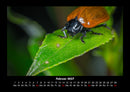 Pflanzen und Blüten Fotokalender 2027 - 2