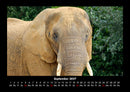 Der Tierkalender Fotokalender 2027 - 9
