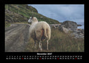 Der Tierkalender Fotokalender 2027 - 11