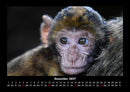 Der Tierkalender Fotokalender 2027 - 12
