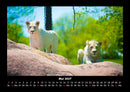 Der Tierkalender Fotokalender 2027 - 5