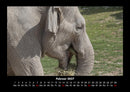 Der Elefantenkalender Fotokalender 2027 - 2