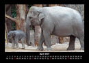 Der Elefantenkalender Fotokalender 2027 - 4