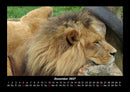 Tiere in der Wildnis Fotokalender 2027 - 12