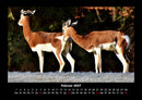Tiere in der Wildnis Fotokalender 2027 - 2