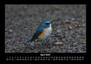 Tiere in der Wildnis Fotokalender 2027 - 4
