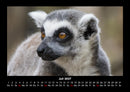 Tiere in der Wildnis Fotokalender 2027 - 7
