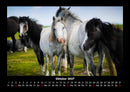 Die Welt der Pferde Fotokalender 2027 - 10